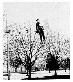 old black and white photograph of effigy in a tree on campus mal 