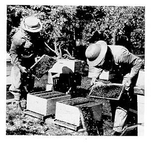 Penn State beekeepers