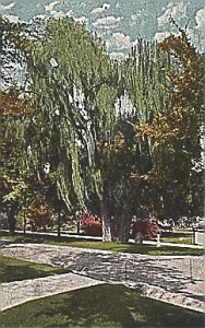 Old Willow