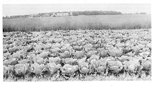 old black and white photograph of field of Cabbage