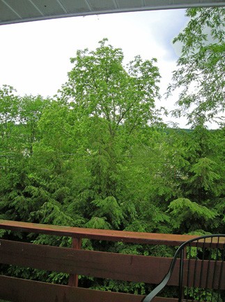 tree tops and deck railing