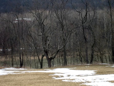 Asylum - trees along the field's edge