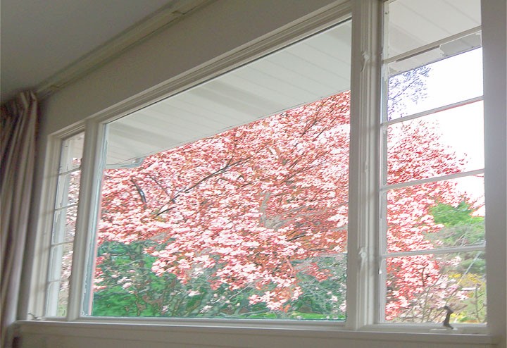 View of the northern magnolia tree in back yard from the great room