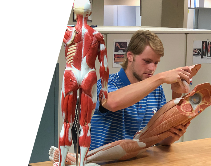 Student wearing a blue and white striped shirt working with an exoskeleton anatomical model in a classroom setting